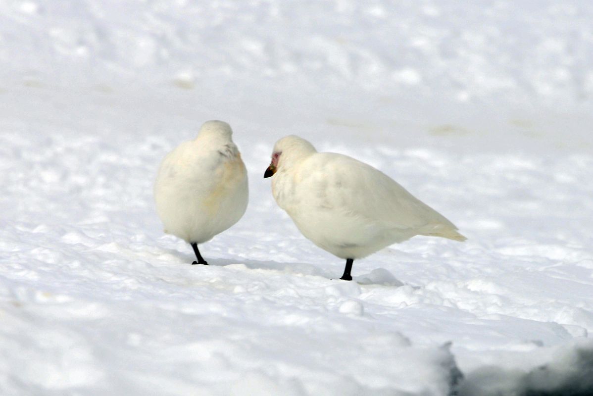 05C Snowy Sheathbill On The Snow At Danco Island On Quark Expeditions Antarctica Cruise